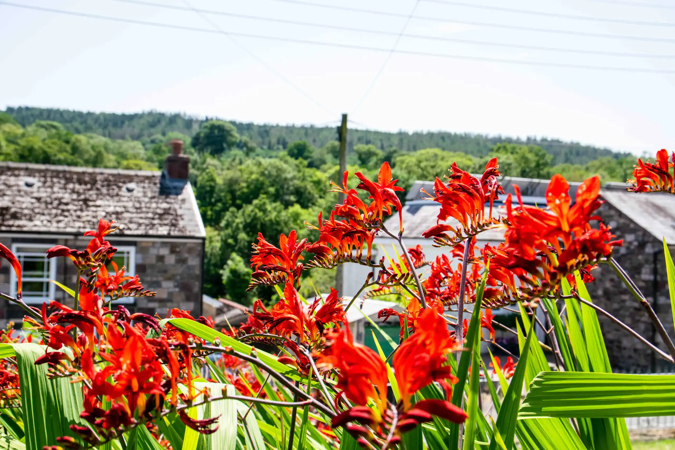 Bright red crocosmia flowers in front of stone cottage rooftops in Abercraf