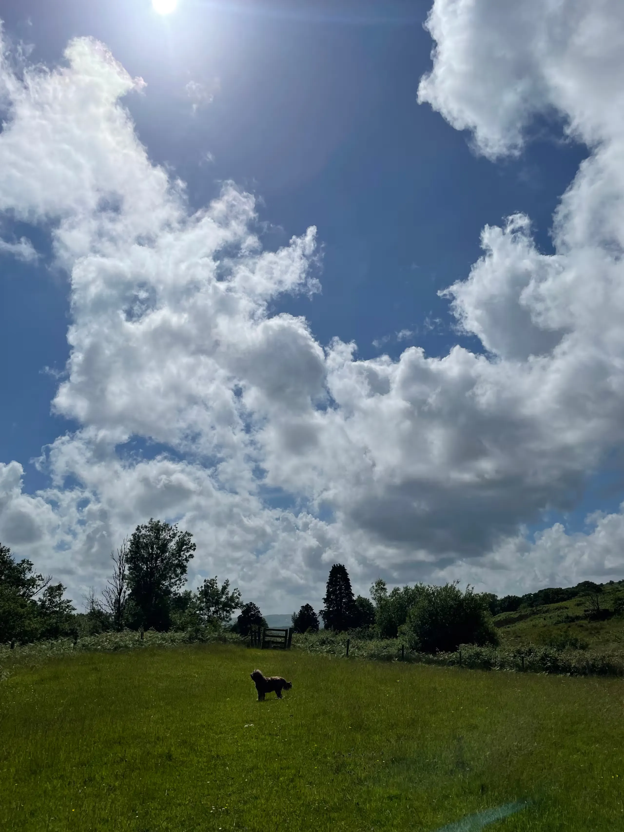 A dog in a sunny meadow under a big Welsh sky near Abercraf