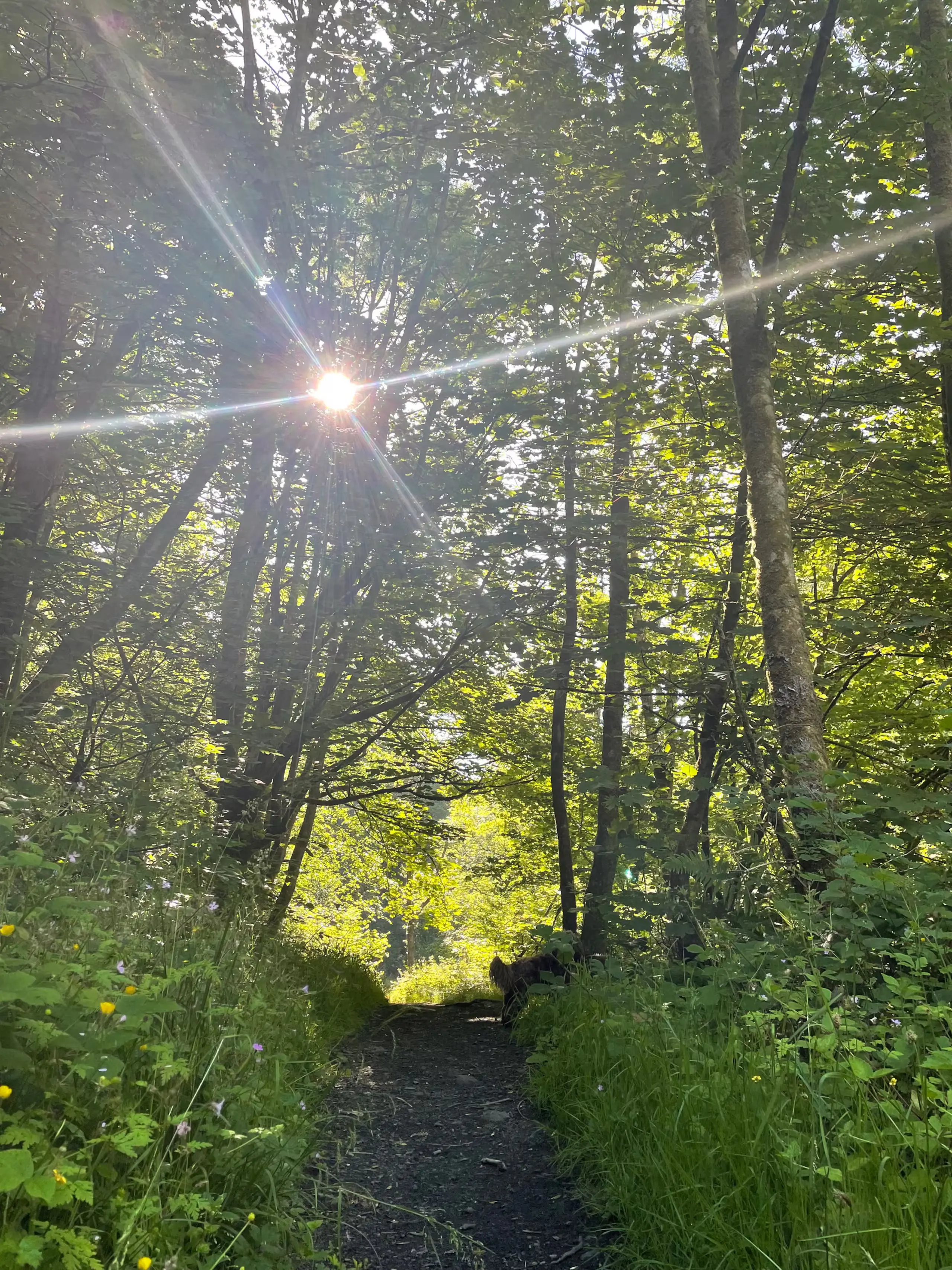 Sunbeams breaking through the trees on a woodland path near the village